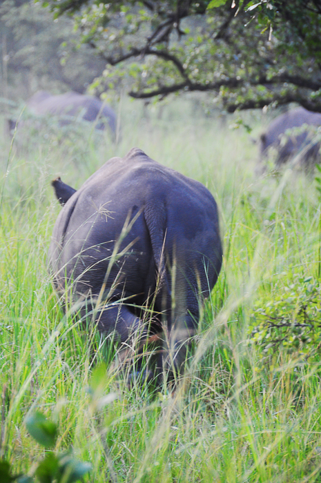 413 - White Rhino Ziwa DSC_0078